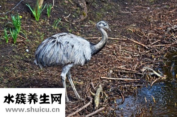 異形淋巴細(xì)胞