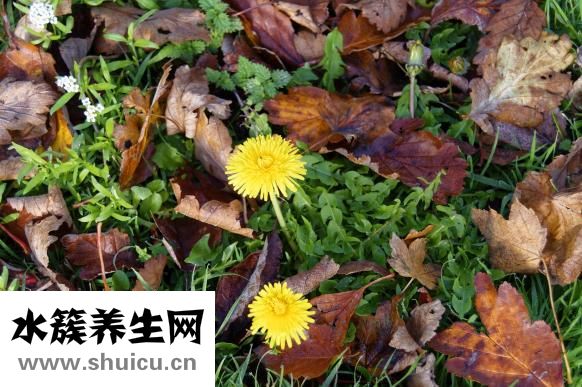 孕婦能吃麻油嗎