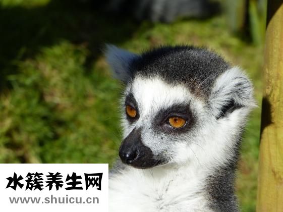 動物內臟包括什么