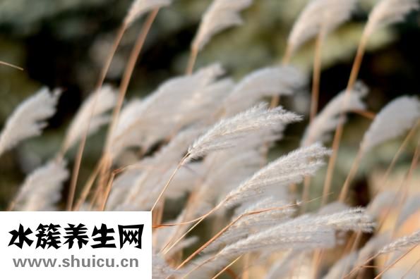 孕婦可以吃青團嗎