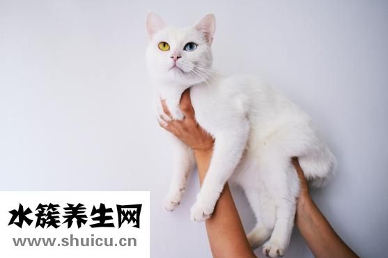 心跳過快怎么辦