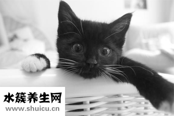 體溫調(diào)節(jié)中樞在哪里