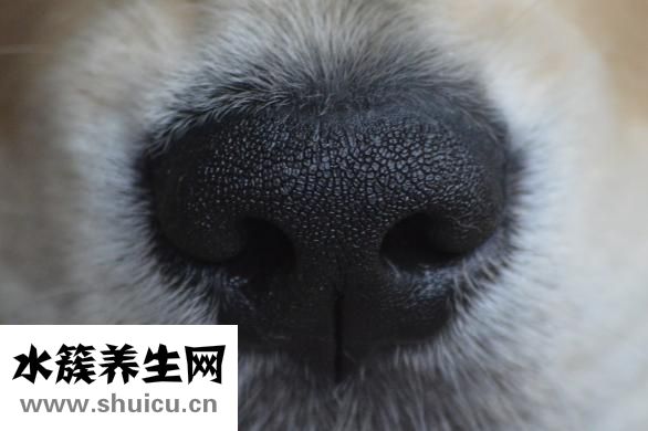 怎么讓鼻頭變小