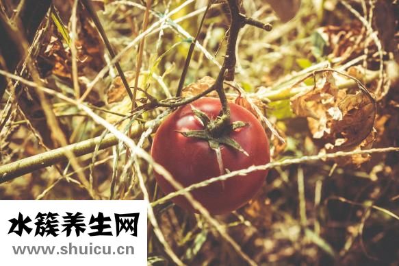 孕晚期可以吃菠蘿嗎