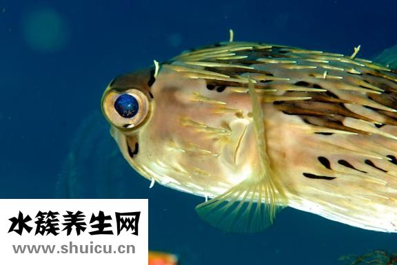 孕婦吃什么魚