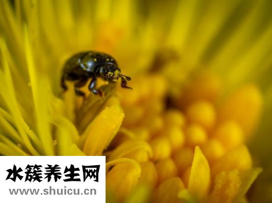 心血管系統(tǒng)包括