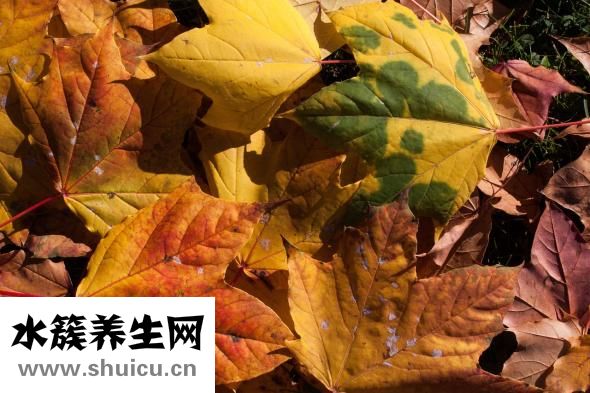 五谷豆?jié){配方大全