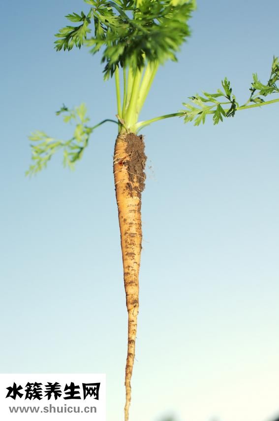 亞麻和苧麻的區(qū)別