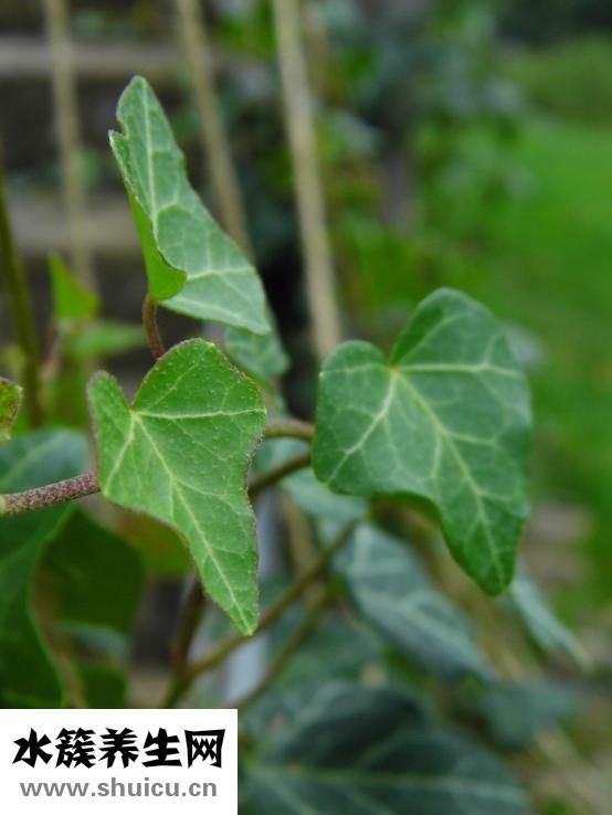 天然色素有哪些