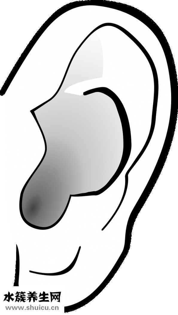 孕婦能吃裙帶菜嗎