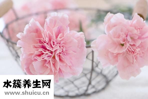 什么是風疹病毒