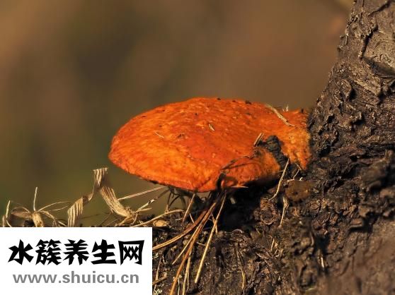 什么人不能帶朱砂