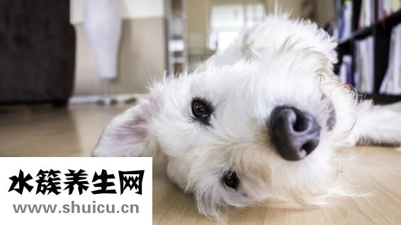 什么食物是發(fā)物