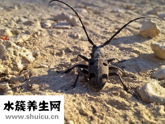 小分子肽的價格