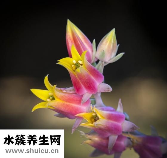 五行對應的五臟