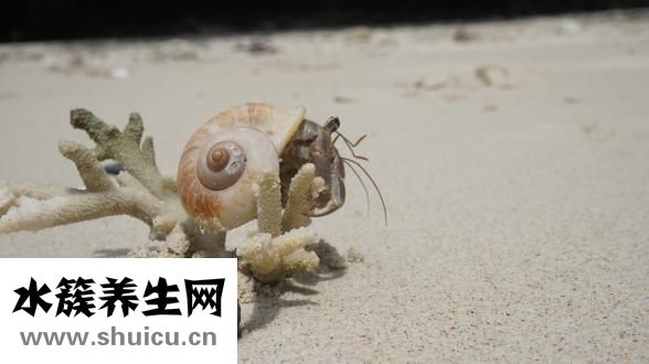 扇貝的營養價值