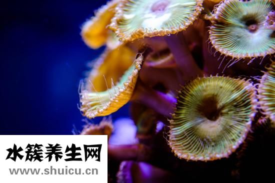 聲帶腫物是什么