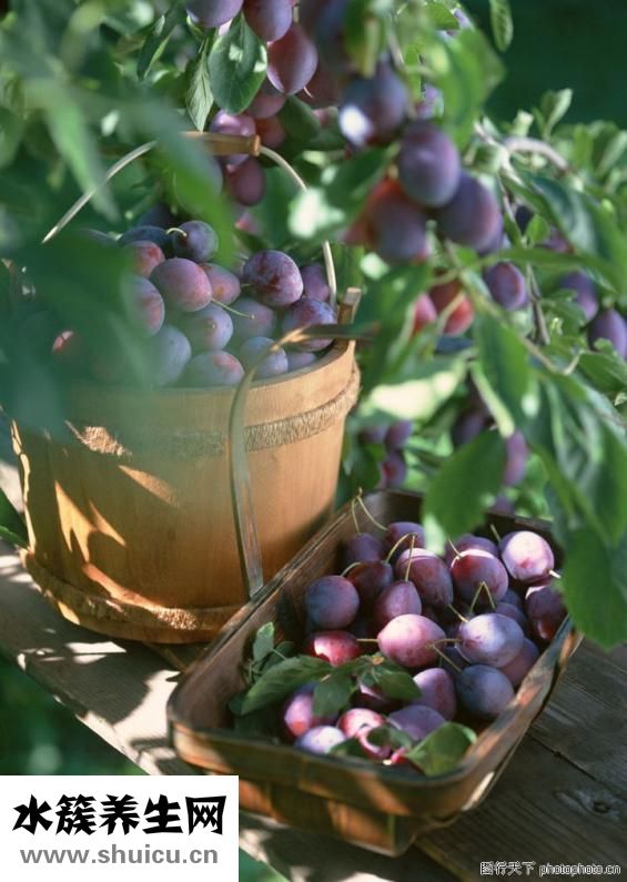 孕期可以吃西梅嗎