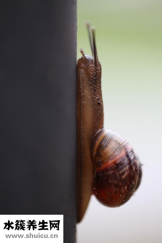 聲帶腫物是什么