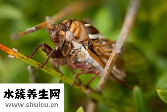 怎么樣去除螞蟻