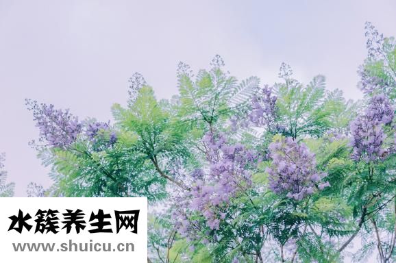 寶寶多久會走路