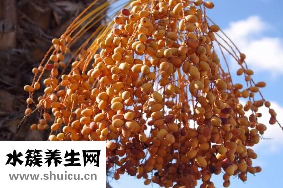 失眠吃什么食物