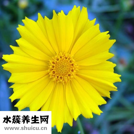 勿忘我茶的功效