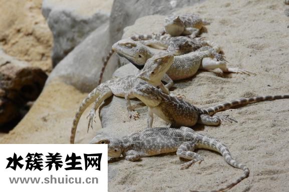 勿忘我茶的功效