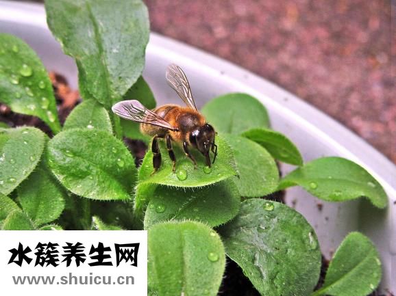 勿忘我茶的功效