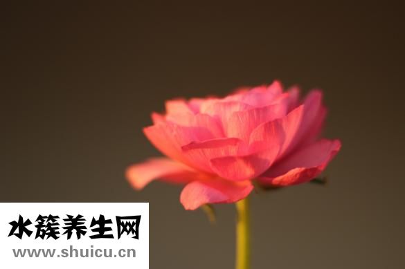 孕婦能吃大棗嗎