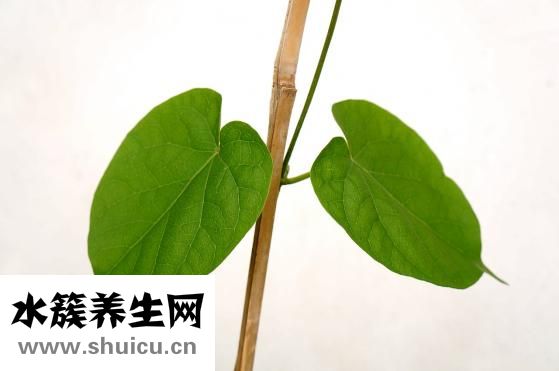 咳嗽吃什么菜好