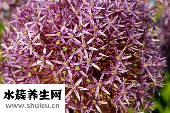 哮喘不能吃什么