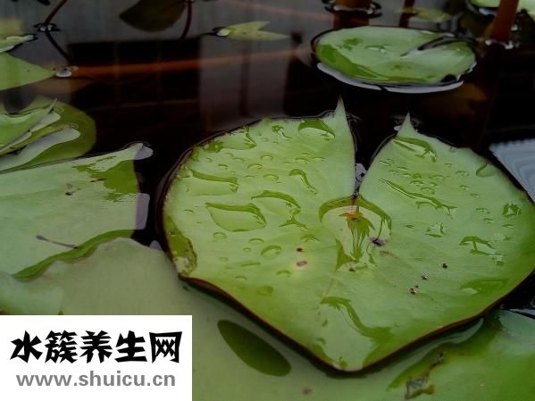 冬瓜荷葉茶的功效