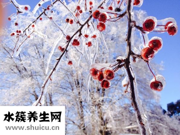 圣女果能減肥嗎