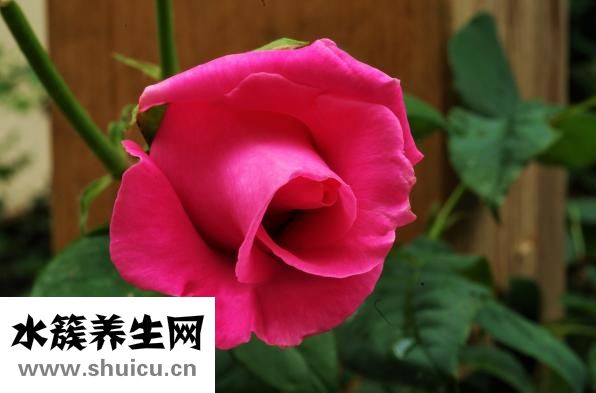 心季是什么癥狀