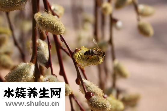 一天能喝多少牛奶