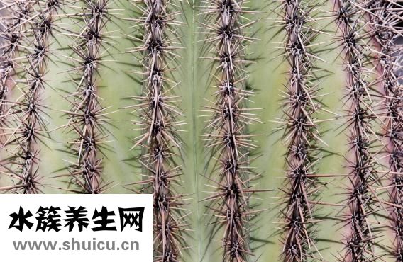 學(xué)輪滑的好處