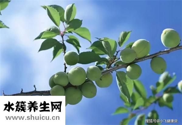 孕婦可以吃青梅嗎