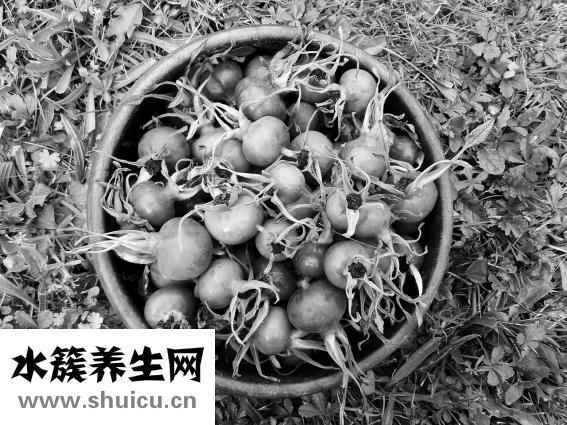 哺乳期可以吃蔥嗎