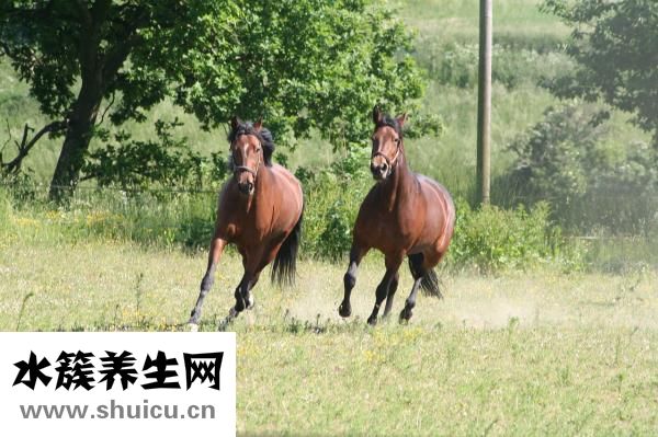 烏雞湯怎么燉下奶