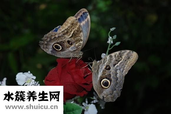 五眼果的功效與作用