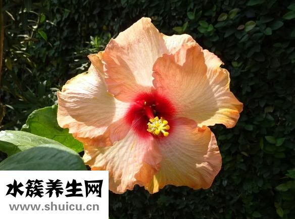 引產(chǎn)什么意思