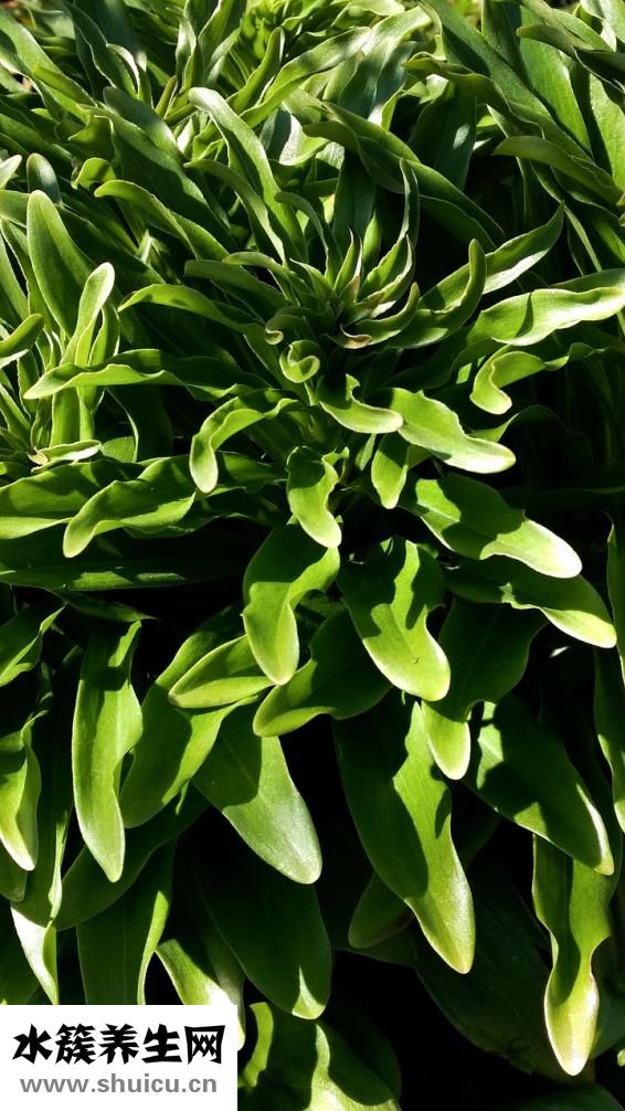 五眼果的功效與作用