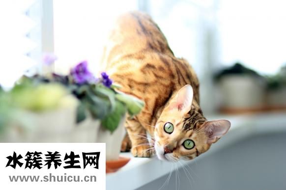 太陽穴凹陷怎么辦