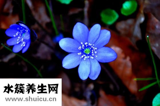 心悸心慌該怎么辦