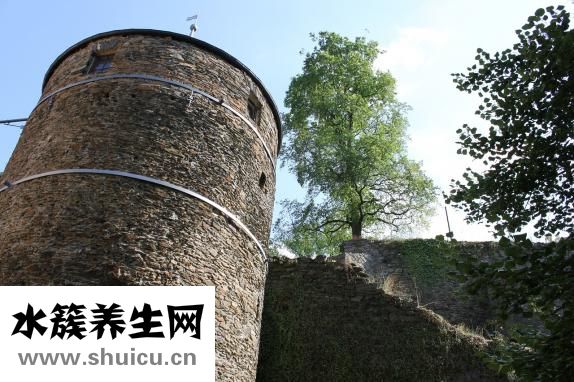 烏雞湯怎么燉下奶