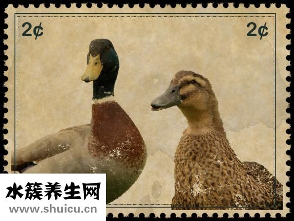 心悸吃什么藥效果好