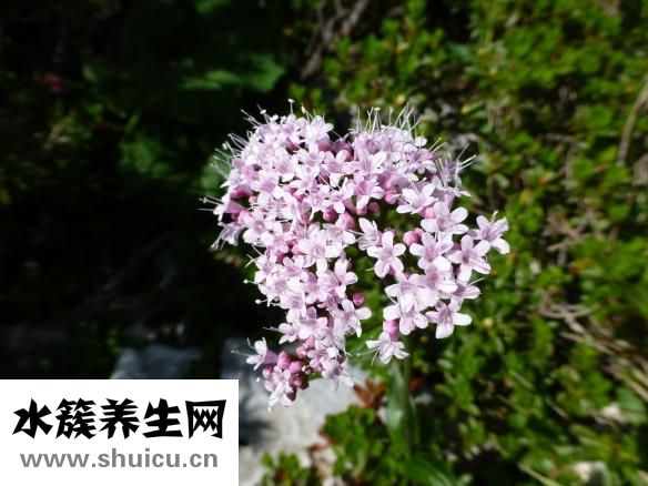 山藥粉多少錢一斤