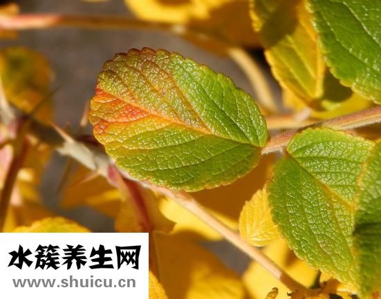 養胃喝什么茶好