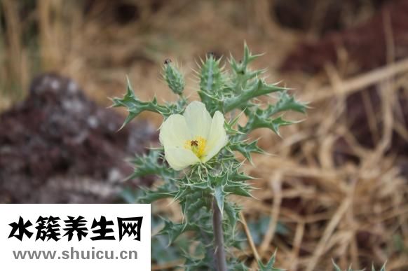 壽眉茶的功效與作用